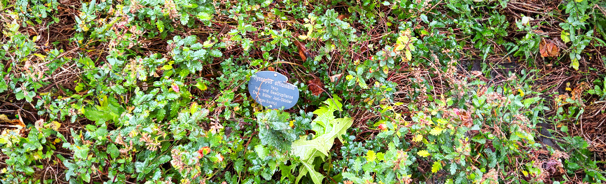 Schierkestrasse-Naturgarten-bbg-Berliner-Baugenossenschaf