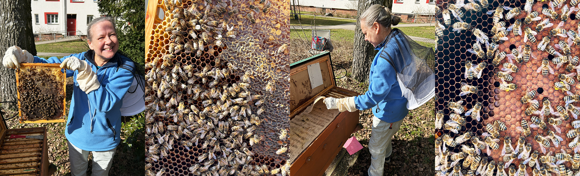 Bienen-bbg-Berliner-Baugenossenschaft